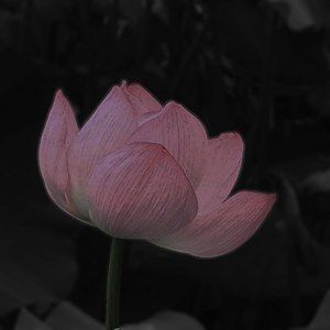 Meet your Posher, Lê